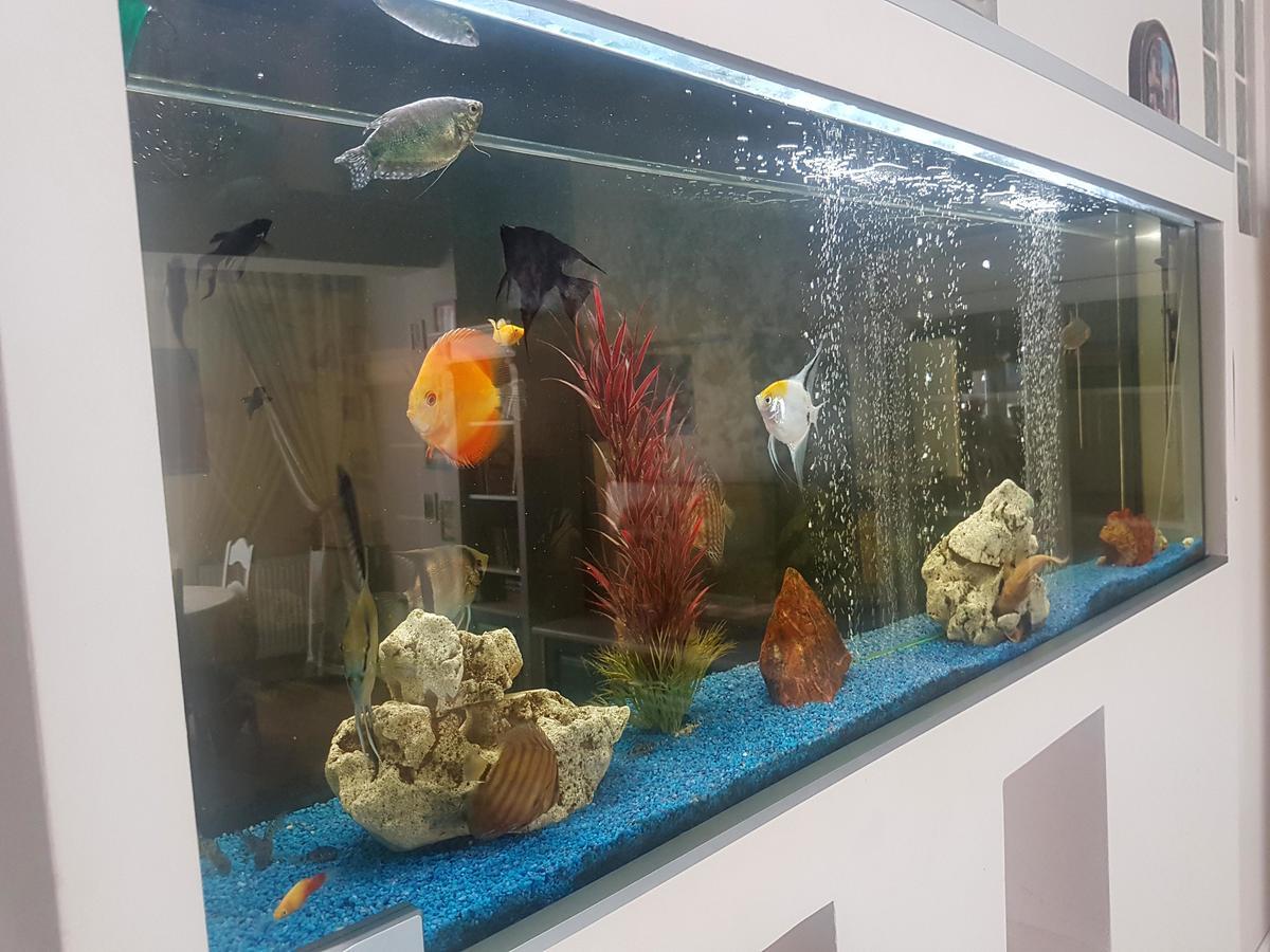 Classic Apartment 布拉索夫 外观 照片